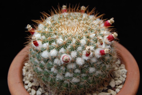 Mammillaria hertrichiana 