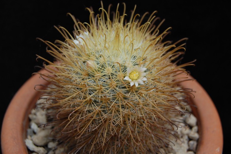 Mammillaria cowperae LAU 694