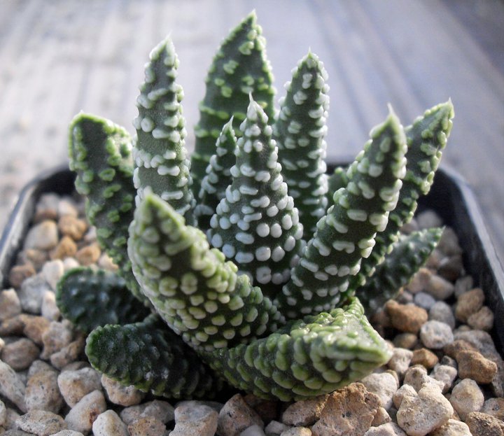 Haworthia pumila cv. little circles 