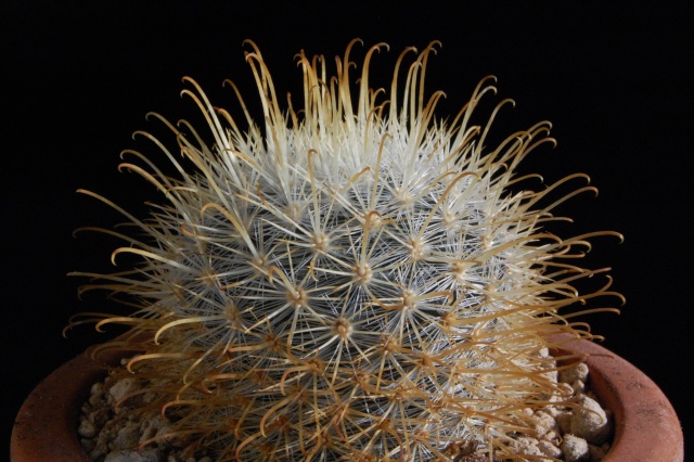 Mammillaria cowperae 