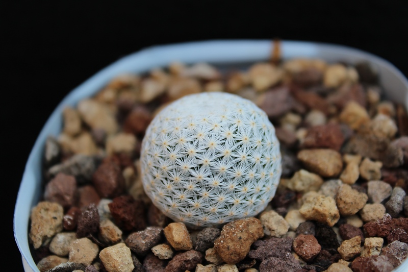 Mammillaria herrerae 