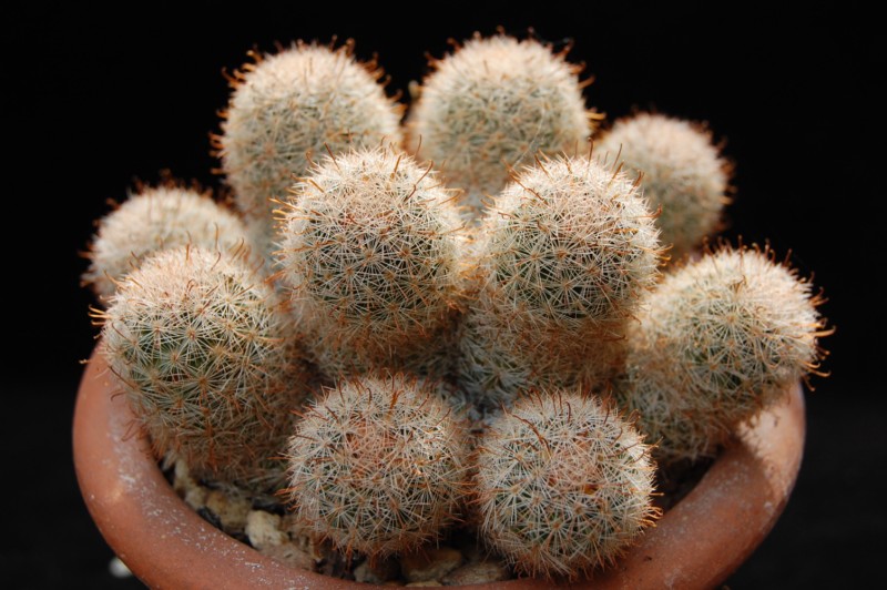 Mammillaria magallanii v. hamatispina 