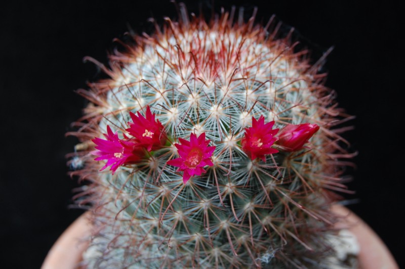 Mammillaria mitlensis P 327