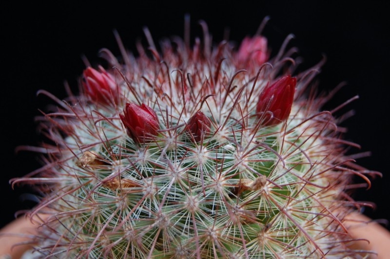 Mammillaria mitlensis P 327