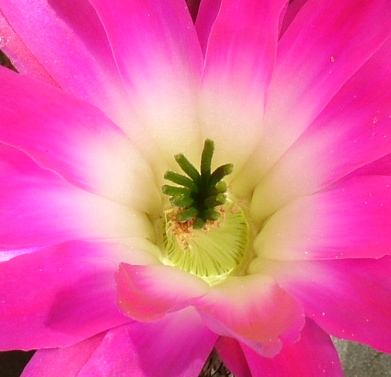 Echinocereus pentalophus 