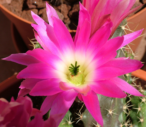 Echinocereus pentalophus 