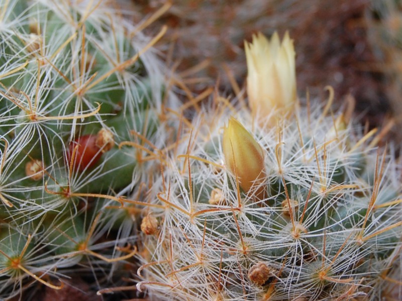 Mammillaria brevicrinita PAN 132