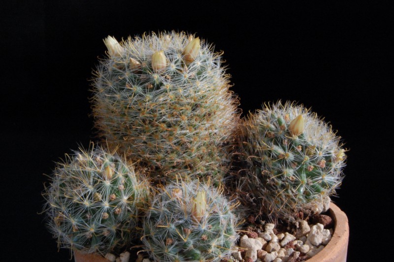 Mammillaria brevicrinita PAN 132