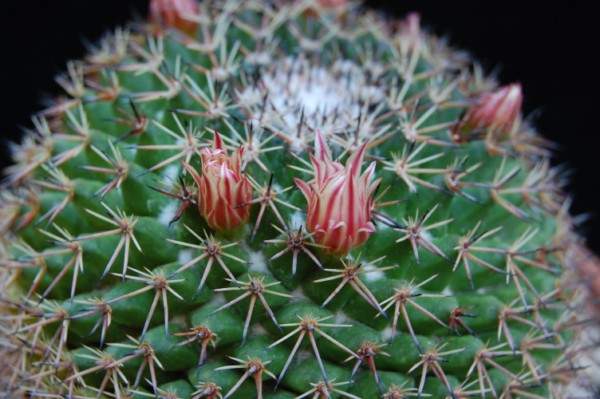 Mammillaria obscura SB 01