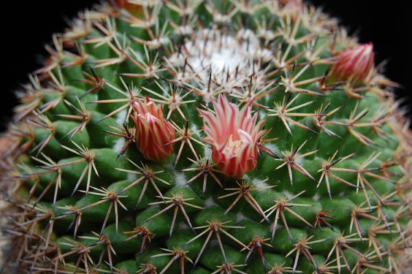 Mammillaria obscura SB 01