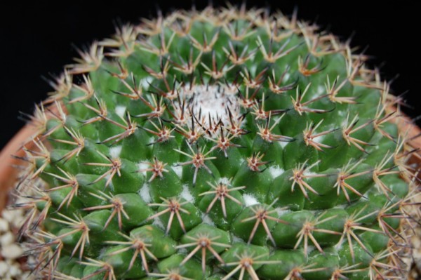 Mammillaria obscura SB 01