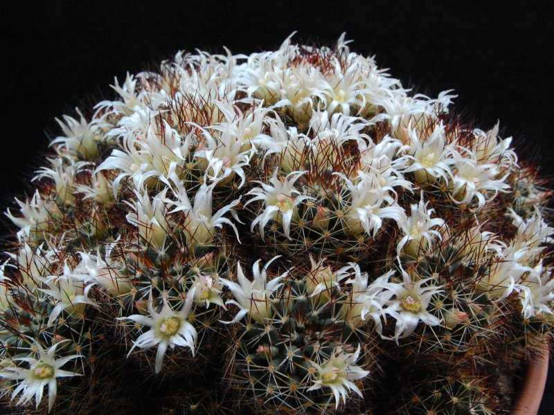 Mammillaria picta BZ 43