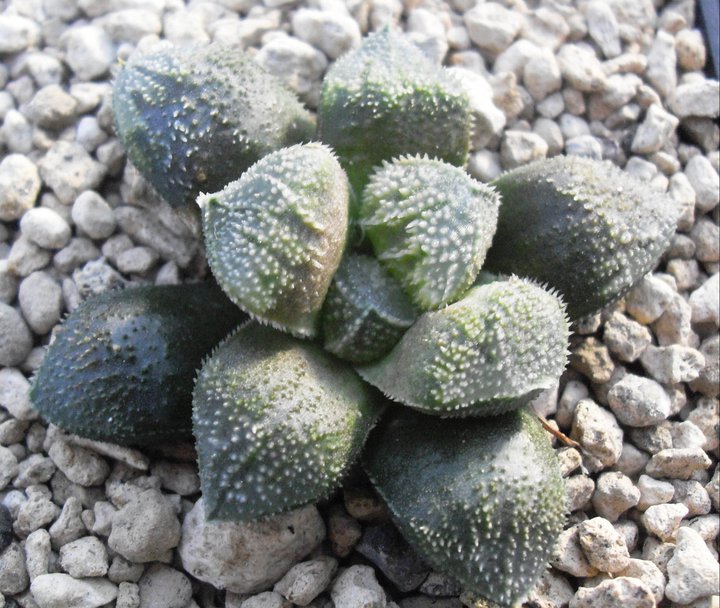 Haworthia cv. Sandra 