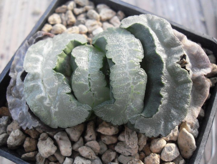 Haworthia truncata cv. sunpu 