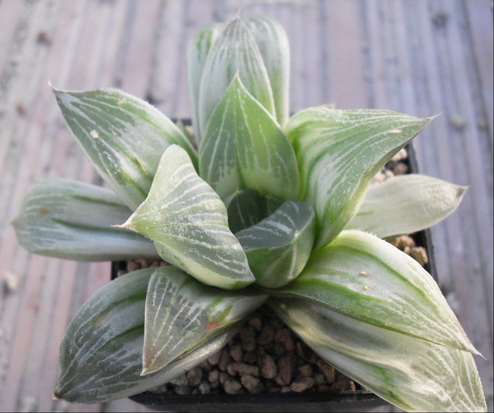 Haworthia retusa f. variegata 