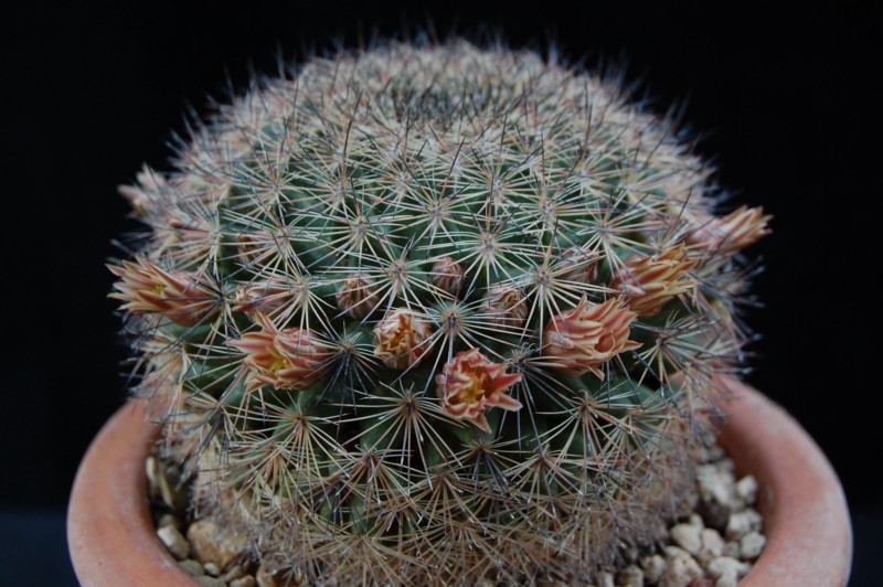 Mammillaria pachycylindrica 