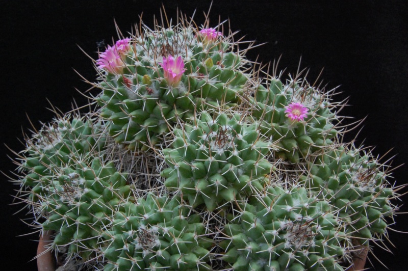 Mammillaria compressa ssp. centralifera BZ 27