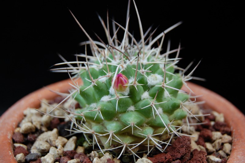 Mammillaria compressa ssp. centralifera BZ 27