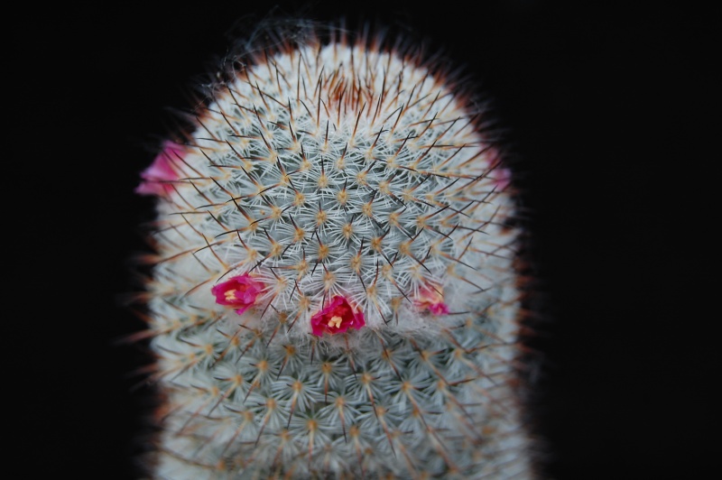 Mammillaria haageana ssp. schmollii FO 235