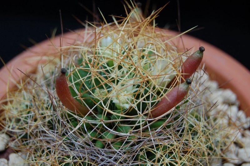 Mammillaria decipiens ssp. camptotricha 