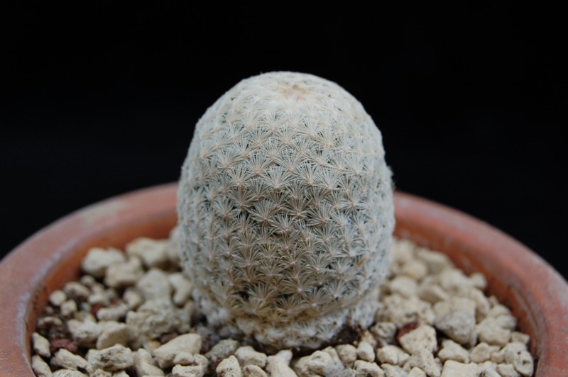 Mammillaria lasiacantha ssp. egregia SB 30