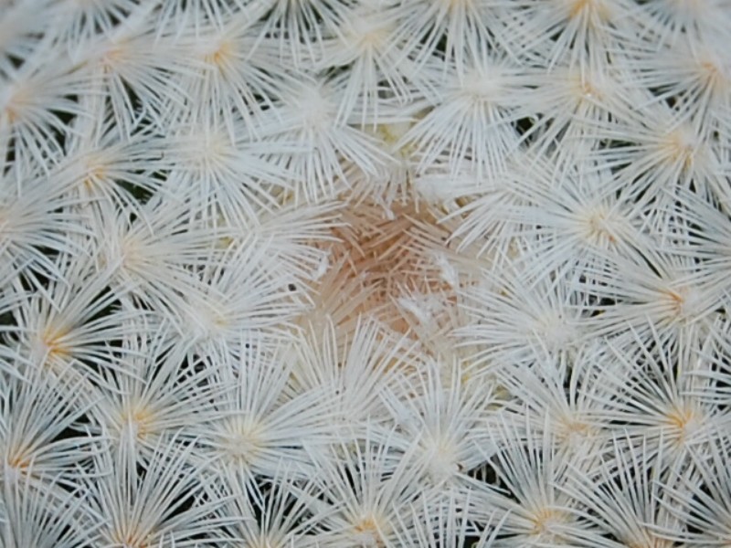 Mammillaria lasiacantha ssp. egregia SB 30