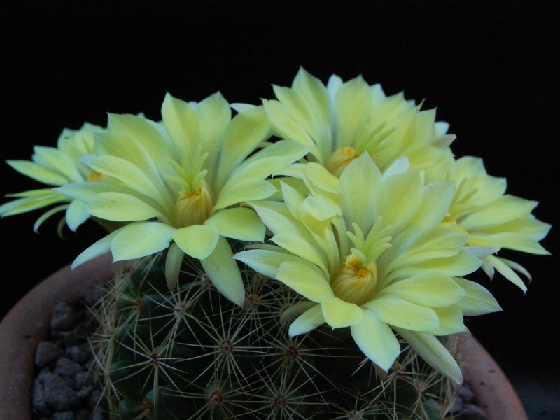 Mammillaria sphaerica 