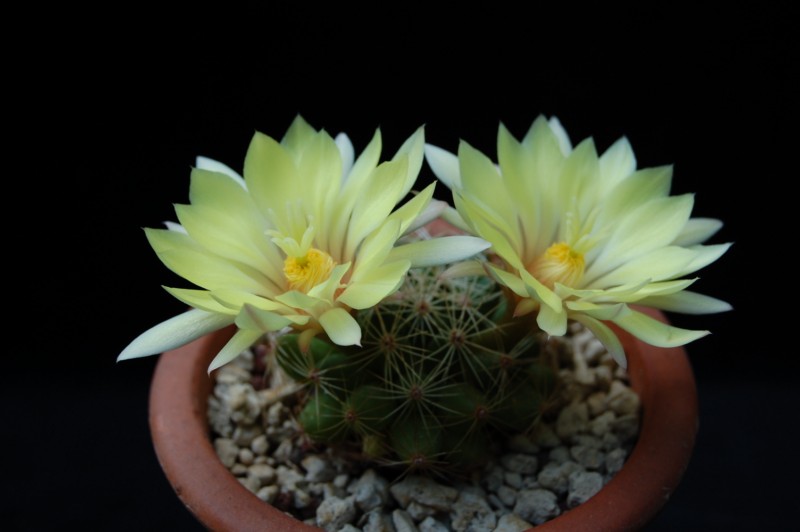 Mammillaria sphaerica 