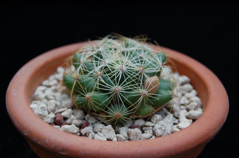 Mammillaria sphaerica 