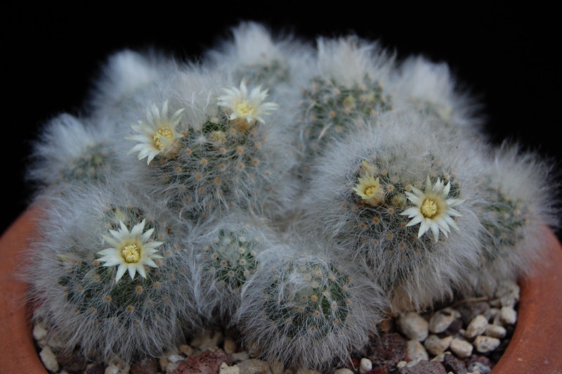 Mammillaria albicoma SB 271