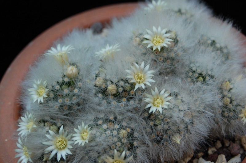 Mammillaria albicoma SB 271