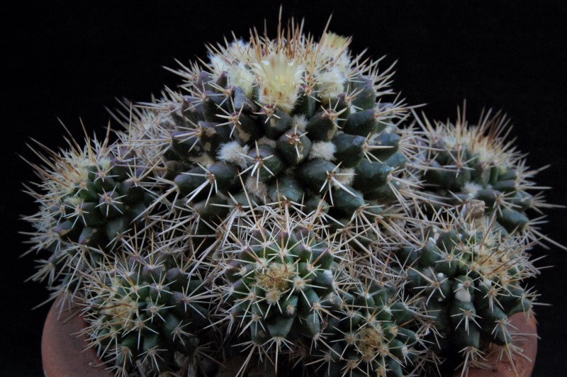 Mammillaria karwinskiana ssp. beiselii f. arteaga 