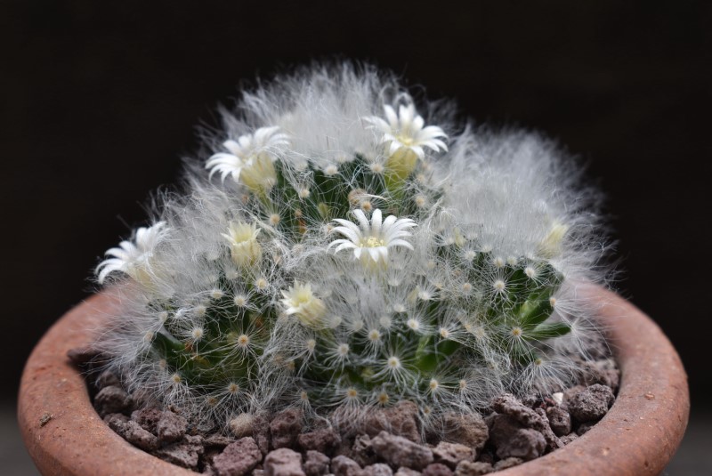 Mammillaria albicoma Z 124