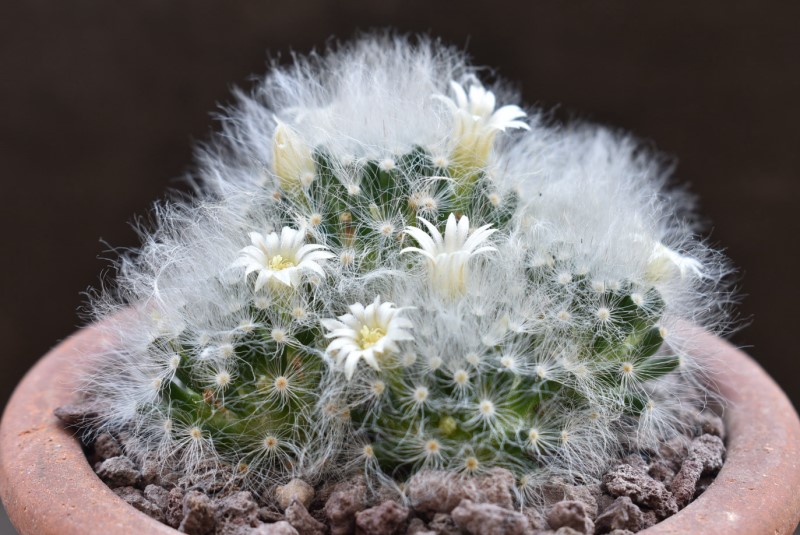 Mammillaria albicoma Z 124