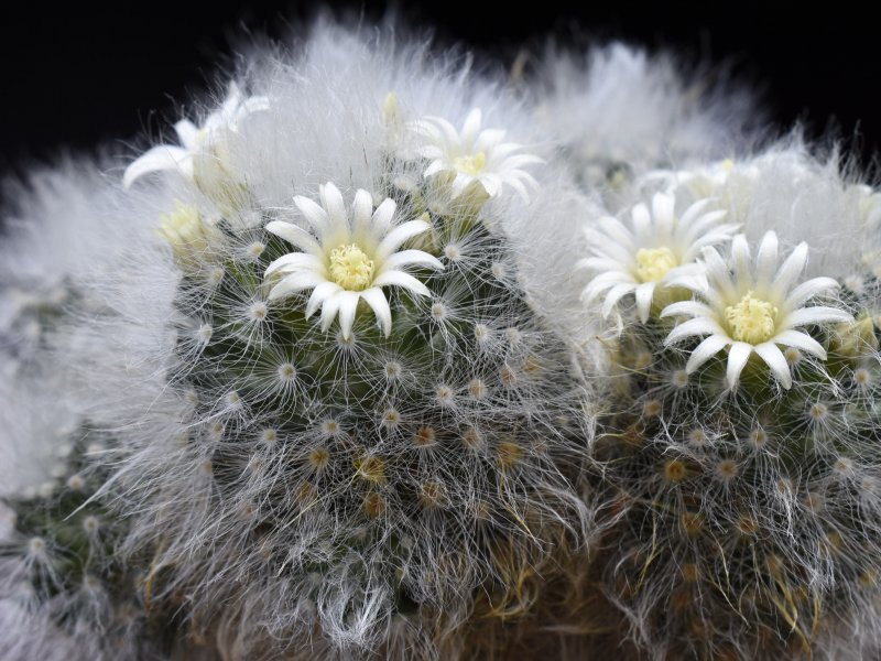 mammillaria albicoma