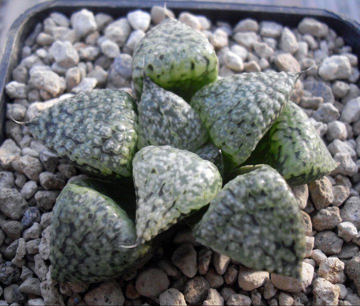 Haworthia picta GM 568