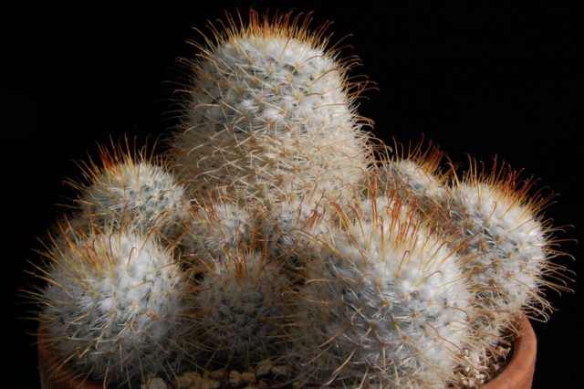 Mammillaria bombycina 