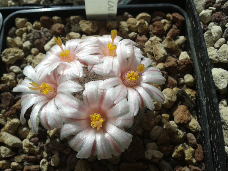 Mammillaria lenta SB 1719