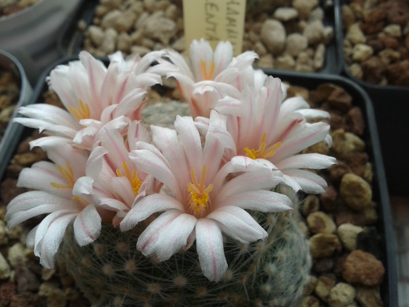 Mammillaria lenta SB 1719