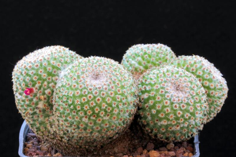 Mammillaria crucigera 