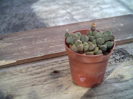 Aloinopsis ? 