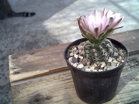 Gymnocalycium bruchii 