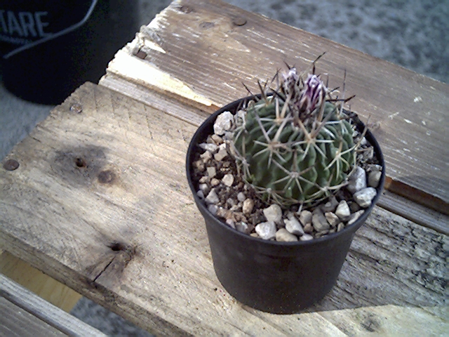 Stenocactus x Echinofossulocactus obuallatus 