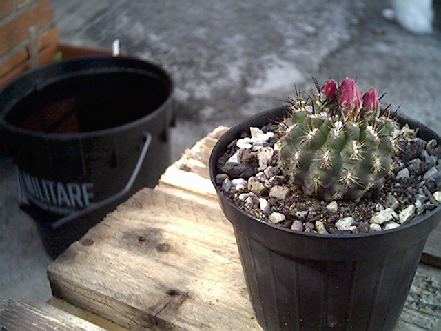Neoporteria napina spinosior 