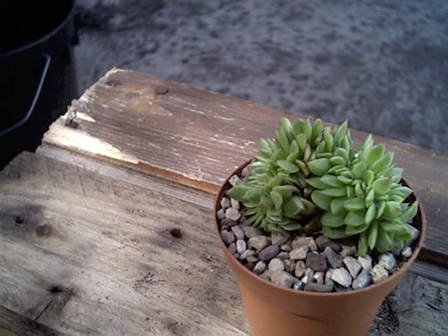 Echeveria agavoides crestata 