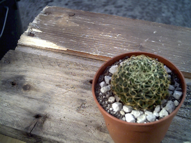 Mammillaria decipiens ssp. camptrotica marnier-lapostollei 