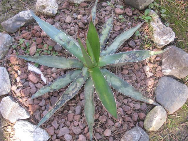 Agave lechuguilla 