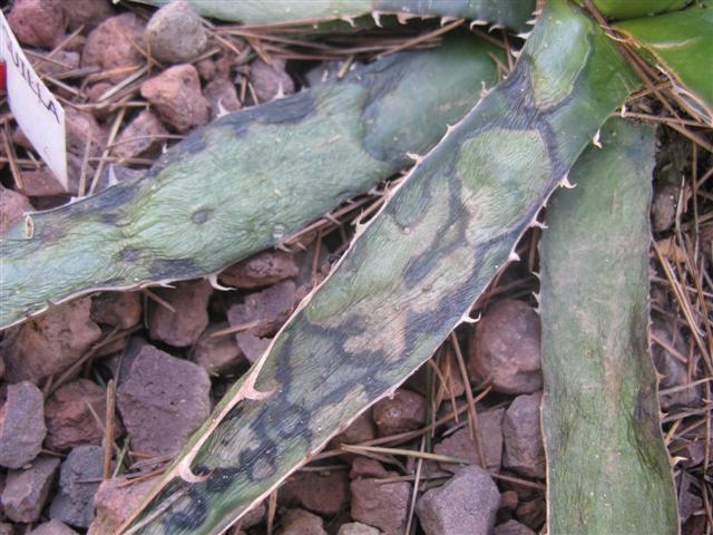 Agave lechuguilla 