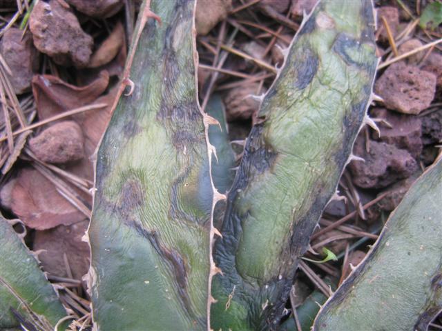 Agave lechuguilla 