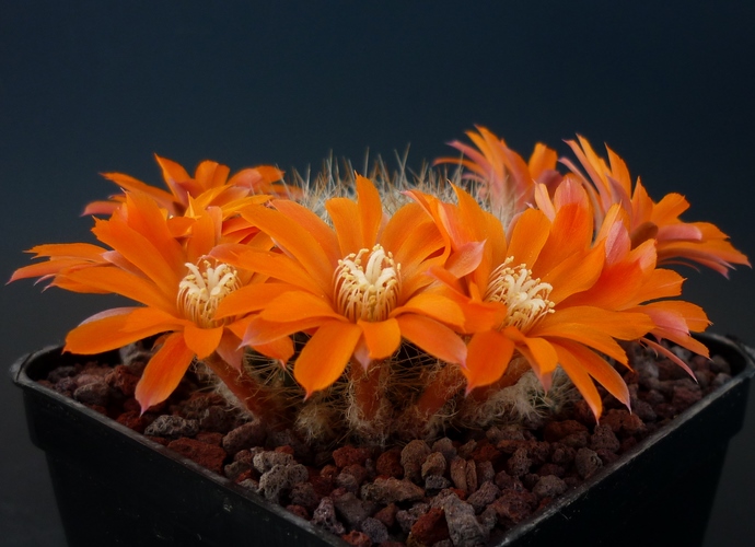 Rebutia brevistila 